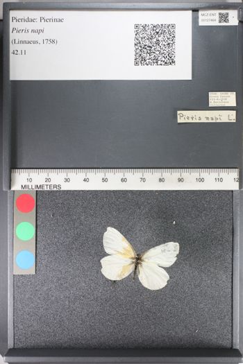 Media type: image;   Entomology 127464